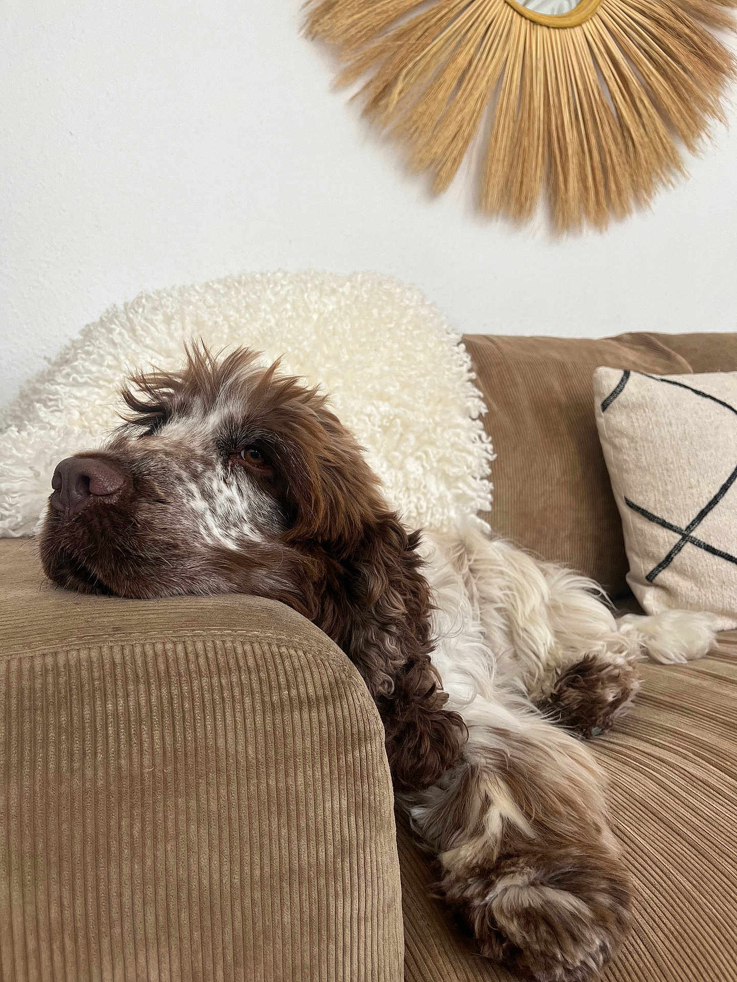 Tartuffe a rejoint le concours — aidez-le/la à gagner de superbes lots ! dog, couch, brown, white, corduroy, resting, relaxed, fluffy, pillows, living_room, decor, furniture, pet, domestic_animal, indoor, cozy, texture, portrait, laying_down, home