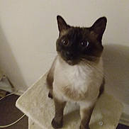 Jasper is registered to the contest to win money with this photo: animal, brown, cat, cat_tree, closeup, curious, cute, domestic_animal, ears, feline, fur, furniture, indoor, looking_up, pet, siamese_cat, sitting, wall, whiskers, white