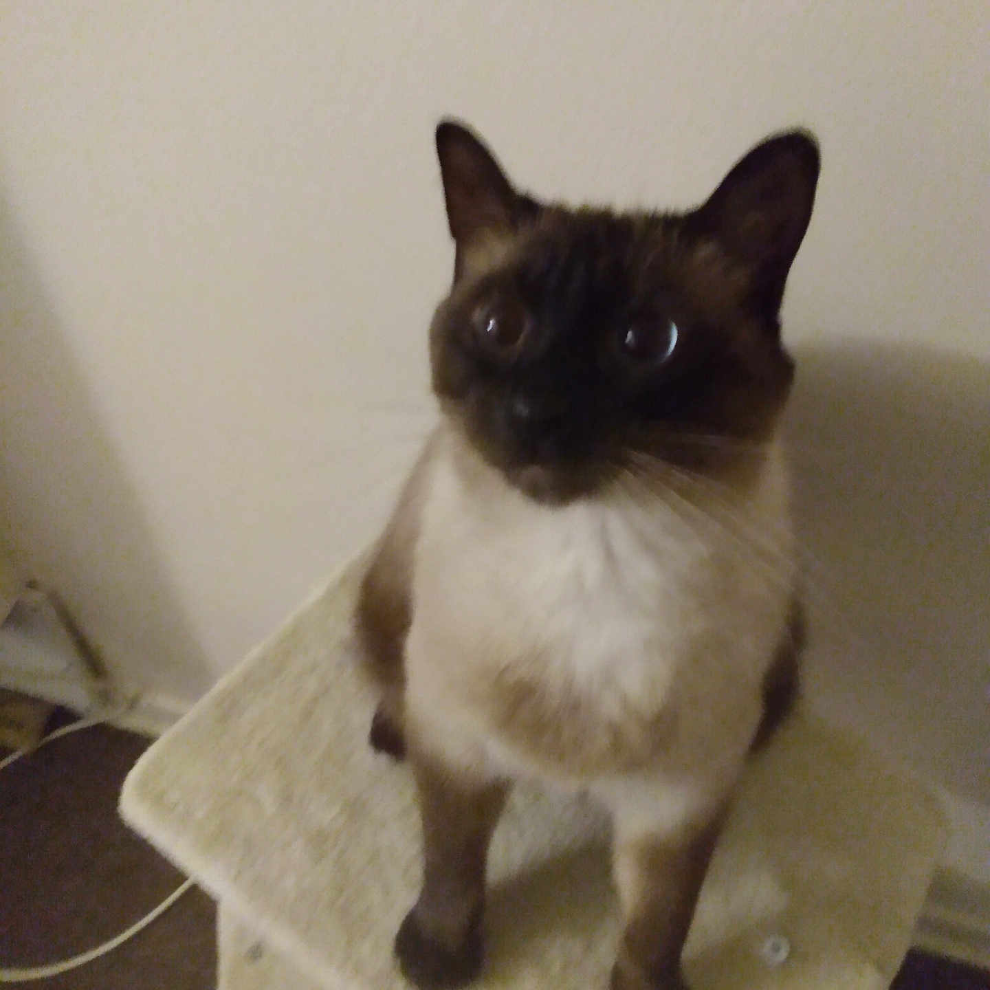 Jasper is registered to the contest to win money with this photo: animal, brown, cat, cat_tree, closeup, curious, cute, domestic_animal, ears, feline, fur, furniture, indoor, looking_up, pet, siamese_cat, sitting, wall, whiskers, white