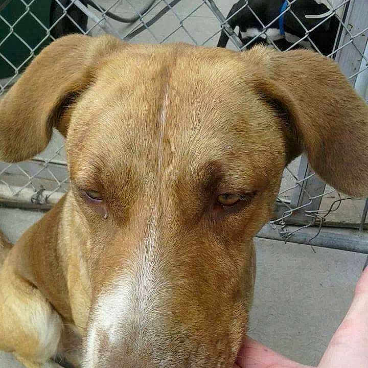 Scooby is registered to the contest to win money with this photo: