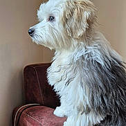 Aro a rejoint le concours — aidez-le/la à gagner de superbes lots ! dog, fluffy_dog, white_fur, gray_fur, profile_view, side_view, nose, paw, fur_texture, sitting, sofa, armrest, indoor, pet, portrait, calm, looking_away, whiskers, cozy, household