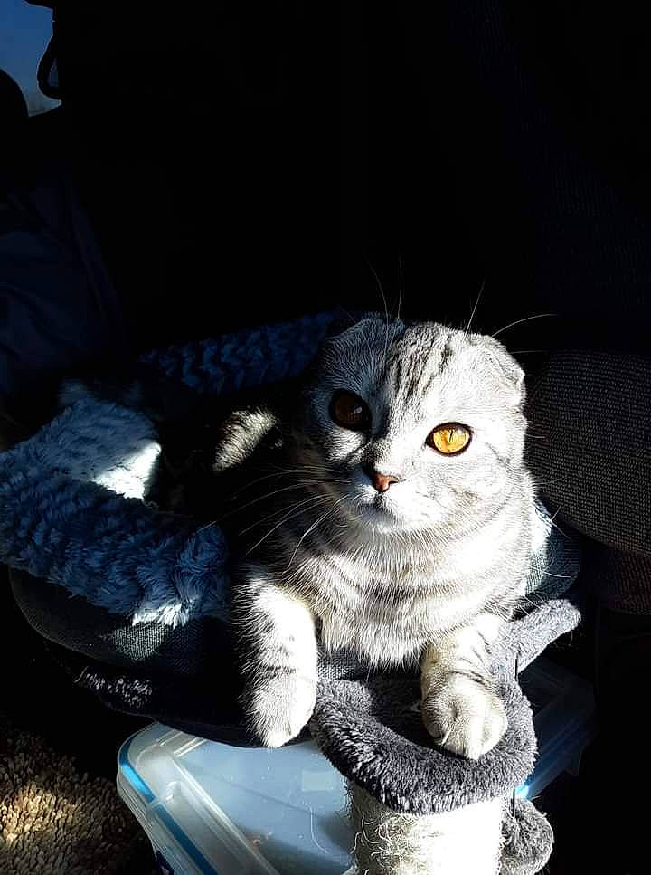 Tai is registered to the contest to win money with this photo: carnivore, cat, cat_toy, claw, comfort, couch, darkness, domestic_short_haired_cat, electric_blue, felidae, fur, gesture, grey, paw, photo_caption, sitting, small_to_medium_sized_cats, snout, tail, whiskers