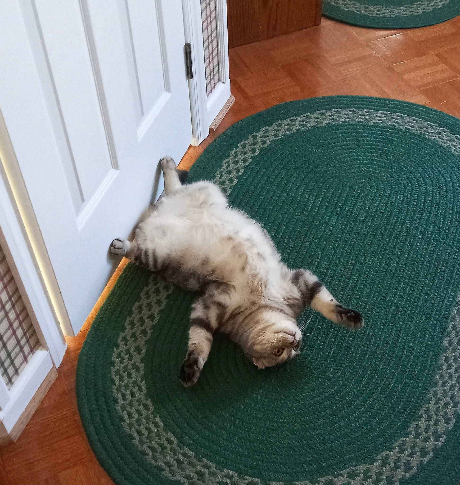 Tai joined the competition — help win amazing prizes! carnivore, carpet, cat, claw, comfort, companion_dog, dog_breed, domestic_short_haired_cat, fawn, felidae, floor, flooring, hardwood, mat, paw, pet_supply, small_to_medium_sized_cats, snout, tail, whiskers