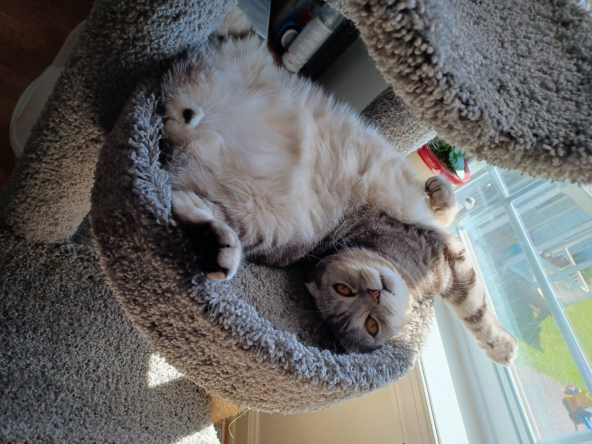 Tai joined the competition — help win amazing prizes! carnivore, cat, claw, domestic_short_haired_cat, felidae, fur, grey, paw, small_to_medium_sized_cats, snout, tail, whiskers