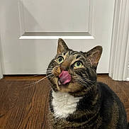 Flash is registered to the contest to win money with this photo: cat, tabby, licking, tongue, green_eyes, wooden_floor, door, indoor, pet, animal, whiskers, fur, cute, curious, sitting, striped, mammal, domestic, feline, portrait