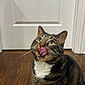 cat, tabby, licking, tongue, green_eyes, wooden_floor, door, indoor, pet, animal, whiskers, fur, cute, curious, sitting, striped, mammal, domestic, feline, portrait