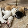 animal, black, brown, canine, cozy, cute, dog, domestic_animal, floor, fur, indoors, paw, pet, puppy, relaxed, resting, sleeping, white, wooden_floor, young