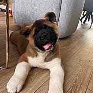 Arya a rejoint le concours — aidez-le/la à gagner de superbes lots ! armchair, black_face, brown_fur, canine, cute, dog, domestic, floor, furniture, happy, indoor, laying_down, living_room, pet, puppy, smiling, tongue_out, toy, white_paws, wooden_floor