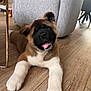 armchair, black_face, brown_fur, canine, cute, dog, domestic, floor, furniture, happy, indoor, laying_down, living_room, pet, puppy, smiling, tongue_out, toy, white_paws, wooden_floor