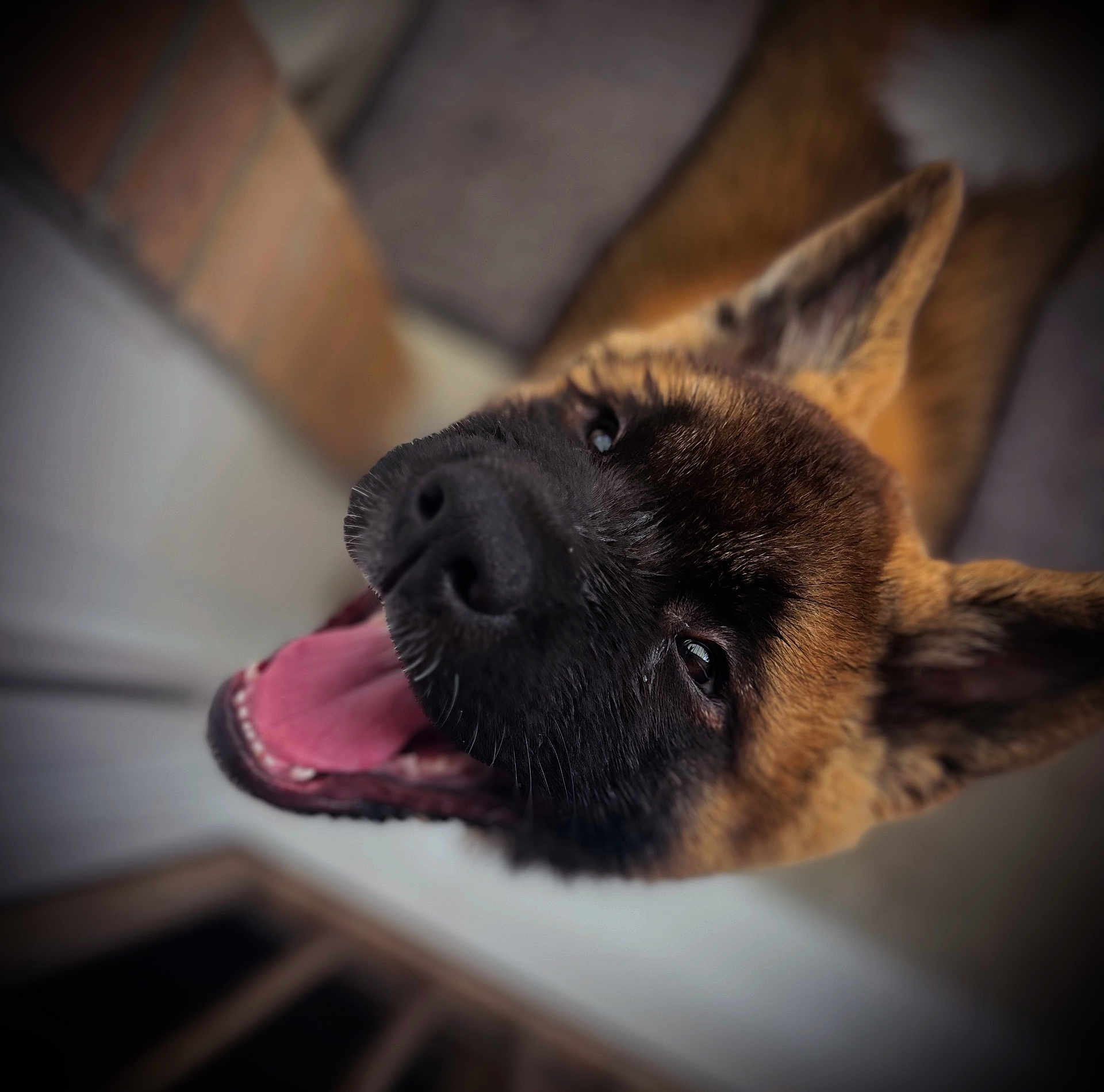 Arya a rejoint le concours — aidez-le/la à gagner de superbes lots ! animal, black_snout, blurred_background, brown_fur, canine, close_up, cute, dog, domestic_animal, ears, friendly, furry, happy, indoors, looking_up, mouth_open, pet, portrait, snout, tongue_out