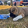Arya participe au concours pour gagner de l'argent avec cette photo : animal, blue, brown_fur, curious, daytime, dog, dry_grass, grass, nature, outdoor, parked_cars, pet, plastic_bottle, playing, puppy, summer, sunlight, tree_trunk, water_bottle, white_paws