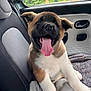 Arya participe au concours pour gagner de l'argent avec cette photo : animal, blanket, car, companion, cute, dog, domestic_animal, ears, fur, happy, inside, pet, puppy, seat, smiling, tongue_out, transportation, travel, window, young