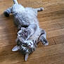 animal, cat, cute, domestic_cat, ears, feline, friendly, fur, gray_cat, green_eyes, indoor, lying_down, mammal, paw, pet, playful, relaxed, soft, whiskers, wooden_floor