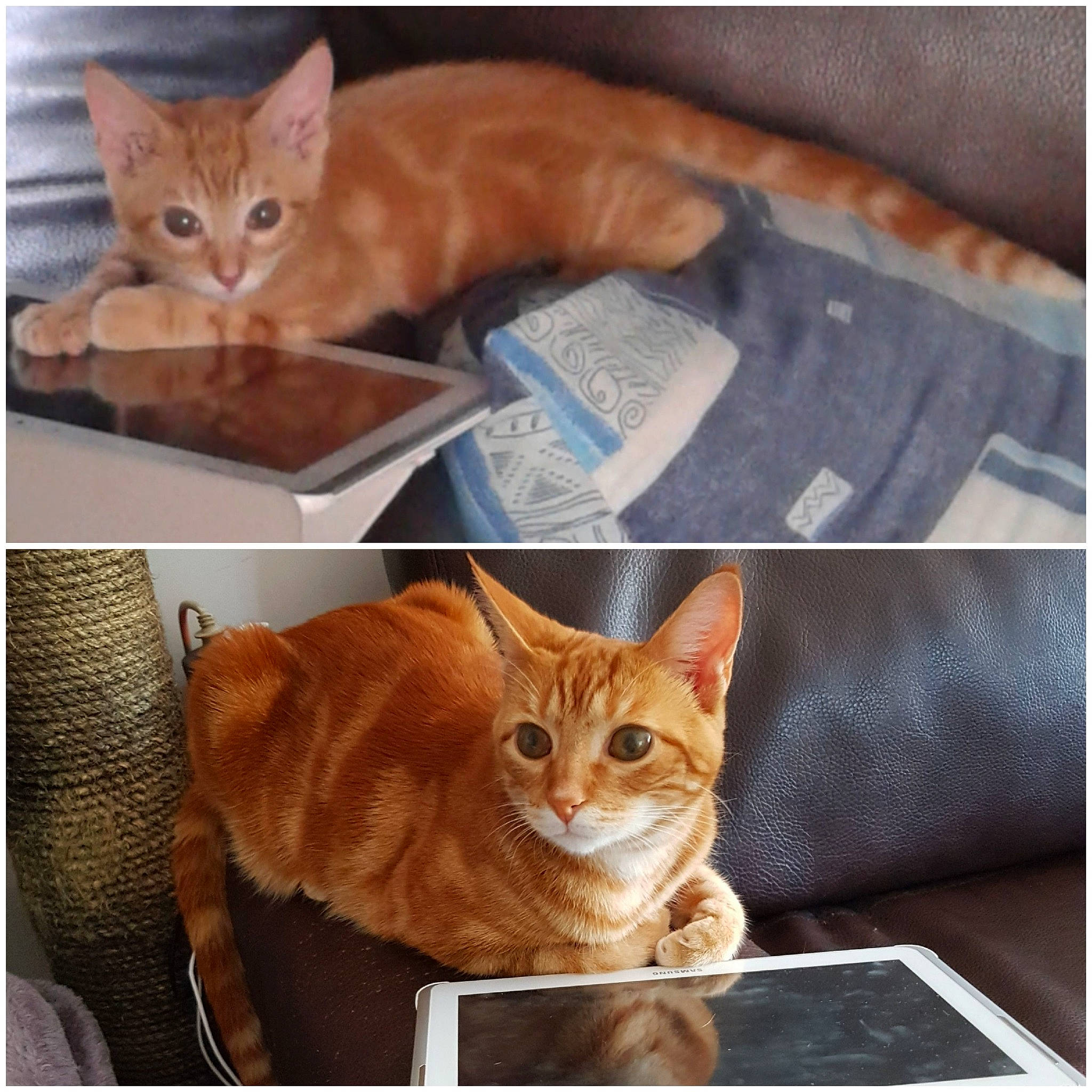 Malo participe au concours pour gagner de l'argent avec cette photo : brown, carnivore, cat, cat_supply, comfort, fawn, felidae, font, fur, internet_meme, pattern, pet_supply, photo_caption, photograph, rectangle, small_to_medium_sized_cats, snapshot, tail, whiskers, wood