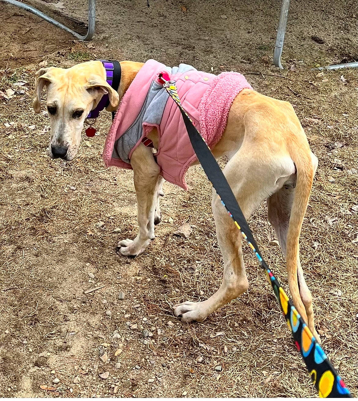 Shay joined the competition — help win amazing prizes! adventure, carnivore, collar, companion_dog, dog, dog_breed, dog_clothes, dog_collar, dog_supply, fashion_accessory, fawn, leash, mammal, pet_supply, snout, soil, sporting_group, tail, terrestrial_animal, working_animal