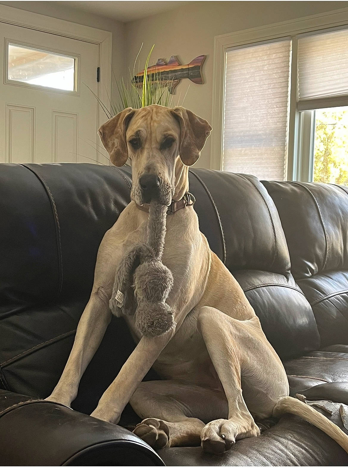 Shay joined the competition — help win amazing prizes! canidae, car, carnivore, collar, comfort, companion_dog, couch, dog, dog_breed, dog_collar, dog_supply, fawn, pet_supply, snout, sporting_group, terrestrial_animal, toy_dog, window, window_blind, working_animal