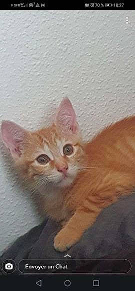 Calcifer a rejoint le concours — aidez-le/la à gagner de superbes lots ! art, carnivore, cat, domestic_short_haired_cat, ear, eye, fawn, felidae, fur, iris, paw, small_to_medium_sized_cats, snout, tail, terrestrial_animal, whiskers, window, wood