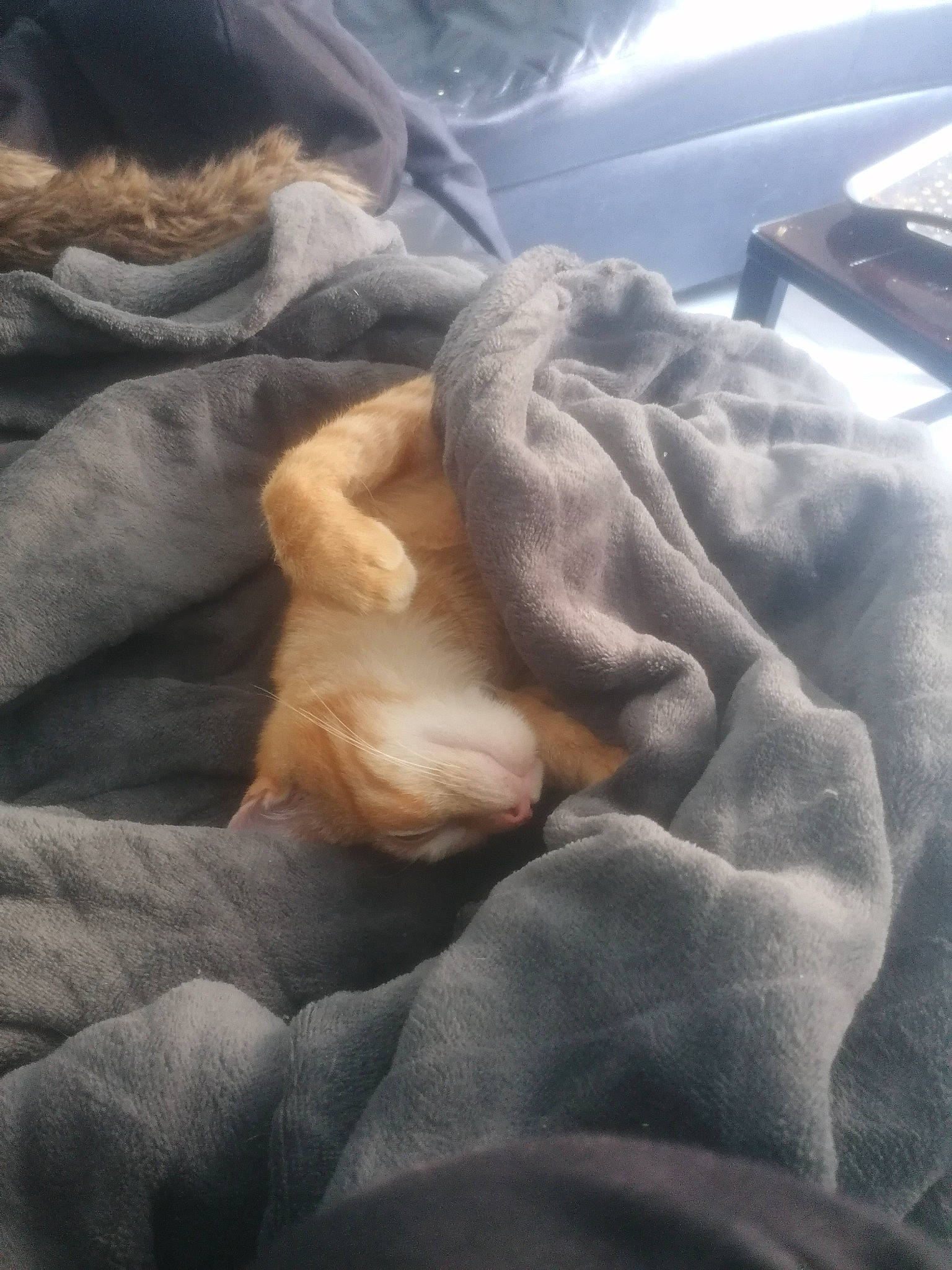 Calcifer participe au concours pour gagner de l'argent avec cette photo : bedding, canidae, carnivore, cat, cloud, comfort, companion_dog, fawn, felidae, fur, grey, human_leg, linens, sky, small_to_medium_sized_cats, snout, sporting_group, textile, whiskers, wood