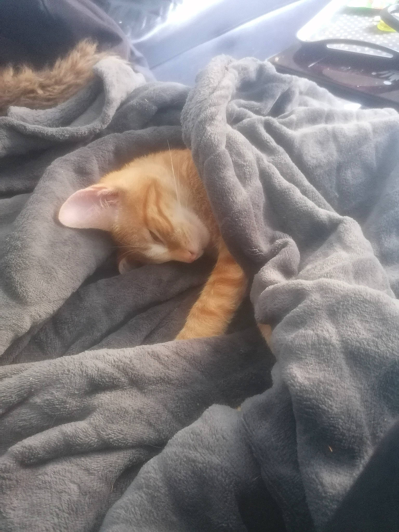 Calcifer a rejoint le concours — aidez-le/la à gagner de superbes lots ! bedding, carnivore, cat, cloud, comfort, companion_dog, dog_breed, fawn, felidae, fur, human_leg, linens, paw, small_to_medium_sized_cats, snout, sporting_group, tail, tints_and_shades, whiskers, wood