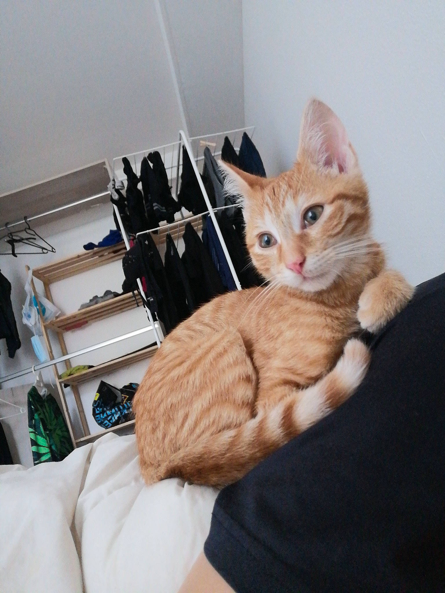 Calcifer participe au concours pour gagner de l'argent avec cette photo : carnivore, cat, comfort, domestic_short_haired_cat, fawn, felidae, foot, fur, gesture, human_leg, linens, paw, room, shelf, shelving, small_to_medium_sized_cats, tail, whiskers, wood, wrist