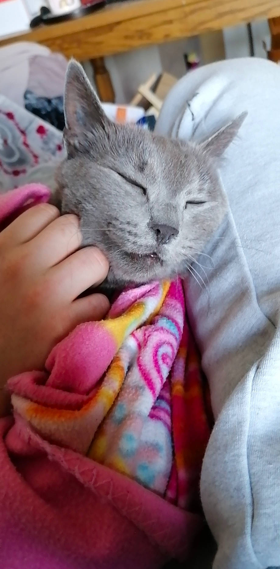 Mimouche a rejoint le concours — aidez-le/la à gagner de superbes lots ! asian, british_shorthair, carnivore, cat, domestic_short_haired_cat, european_shorthair, felidae, kitten, nap, russian_blue, sleep, small_to_medium_sized_cats, snout, tabby_cat, whiskers