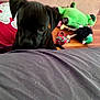 animal, background, black_dog, blur, candid, colorful, dog, fabric, floor, green_toy, indoor, peeking, pet, playtime, plush_toy, rope_toy, shy, soft_toy, toy, wooden_floor