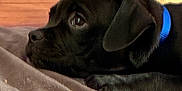 Phoenix is registered to the contest to win money with this photo: animal, black_dog, blanket, blue_collar, cardboard_tube, close_up, collar, cute, dog, face, fur, indoor, lying_down, pet, puppy, resting, sleepy, toy, wooden_floor, young_dog