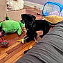 Phoenix is registered to the contest to win money with this photo: animal, black_dog, couch, cozy, cute, dog, floor, furniture, hardwood_floor, home, indoor, living_room, pet, pet_toy, pillow, playful, plush_toy, puppy, small_dog, toy