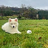puppy, dog, grass, outdoor, pet, white_fur, blue_eyes, soccer_ball, field, nature, cloudy_sky, cute, animal, playful, young_dog, fence, garden, greenery, fluffy, resting