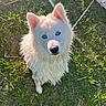 dog, white_dog, blue_eyes, wet_fur, grass, leash, outdoor, sunlight, pet, animal, cute, canine, nature, summer, playful, fur, ears, looking_up, daylight, adorable