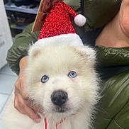 Alaska a rejoint le concours — aidez-le/la à gagner de superbes lots ! puppy, dog, white_fur, blue_eyes, santa_hat, christmas, holiday, festive, cute, fluffy, pet, animal, person, hand, green_jacket, indoor, portrait, close_up, adorable, winter_clothing