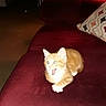 kitten, cat, orange_cat, pet, indoor, couch, red_couch, living_room, lamp, pillow, furniture, cozy, animal, small_cat, cute, young_cat, domestic_cat, resting, whiskers, fur