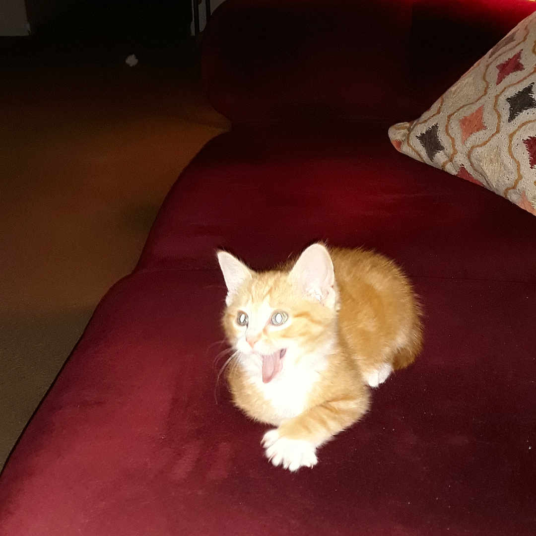 Tigger