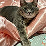 cat, gray_cat, tabby, pet, feline, paw, bed, blanket, silky, pink, comfort, relaxation, cute, animal, sleepy, fur, whiskers, indoor, resting, closeup