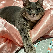 Gray Gray Girl is registered to the contest to win money with this photo: cat, gray_cat, tabby, pet, feline, paw, bed, blanket, silky, pink, comfort, relaxation, cute, animal, sleepy, fur, whiskers, indoor, resting, closeup