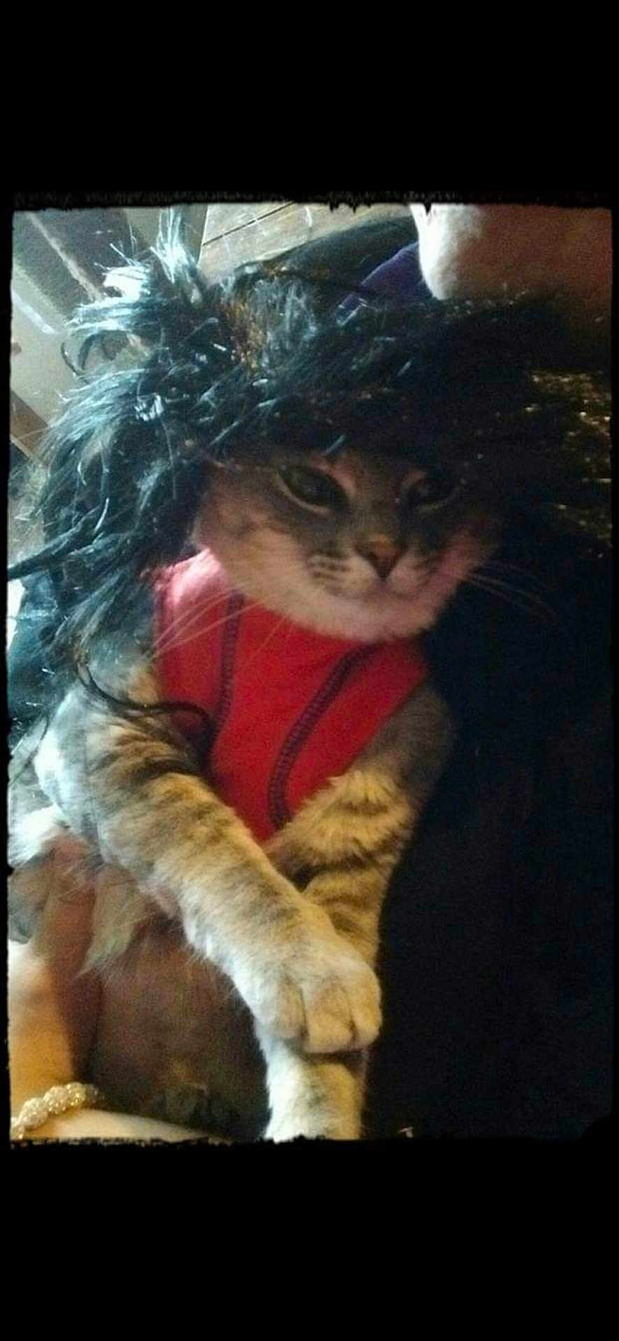 Gray Gray Girl