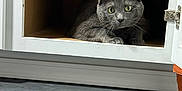 Gray Gray joined the competition — help win amazing prizes! cat, gray_cat, kitchen, cabinet, tile_floor, pet, animal, curious, indoor, feline, hiding, door, wood, floor, appliance, container, shelf, green_eyes, closeup, resting