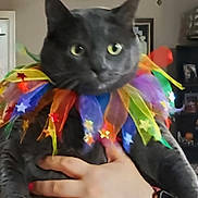 Gray Gray joined the competition — help win amazing prizes! cat, gray_cat, colorful_collar, stars, hand, nail_polish, indoor, pet, animal, feline, portrait, closeup, expression, festive, costume, cute, domestic_cat, whiskers, eyes, fur