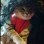 Flufferty Fluff joined the competition — help win amazing prizes! cat, tabby_cat, pet, animal, costume, wig, red_outfit, portrait, indoor, cute, funny, feline, domestic_animal, whiskers, paws, fur, held, closeup, expression, black_background