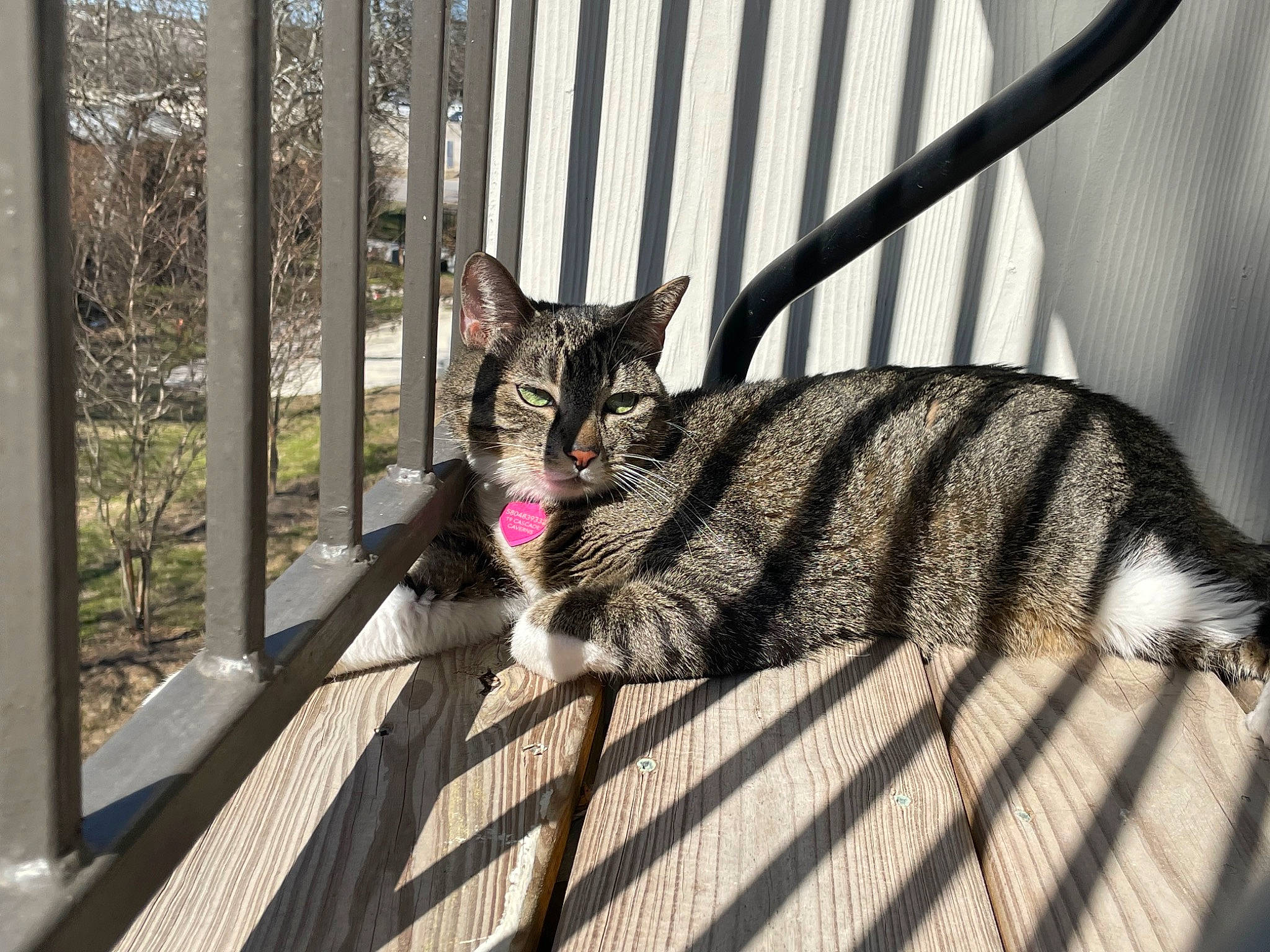 Kuriosity is registered to the contest to win money with this photo: carnivore, cat, claw, domestic_short_haired_cat, fawn, felidae, fence, fur, grass, grey, paw, plant, small_to_medium_sized_cats, snout, tail, terrestrial_animal, tree, whiskers, wildlife, wood