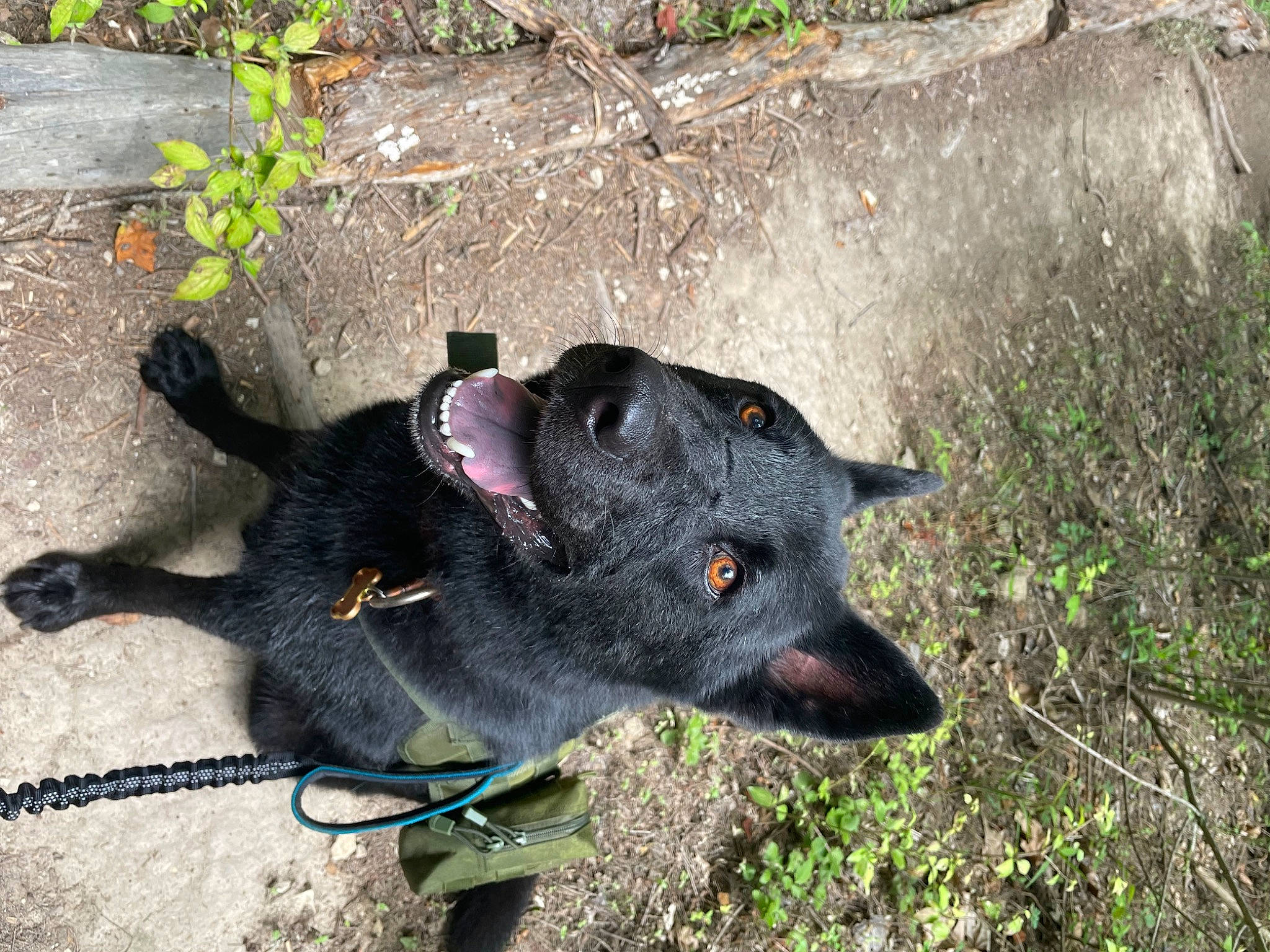 Eros joined the competition — help win amazing prizes! canidae, carnivore, collar, dog, dog_breed, dog_collar, dog_supply, fashion_accessory, fur, grass, leash, non_sporting_group, pet_supply, plant, road_surface, snout, sporting_group, tail, terrestrial_animal, working_animal