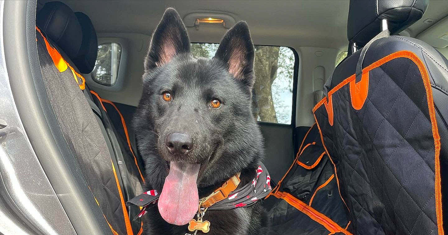 Eros joined the competition — help win amazing prizes! auto_part, automotive_tire, automotive_wheel_system, canidae, car, carnivore, collar, dog, dog_breed, dog_supply, grey, guard_dog, motor_vehicle, snout, sporting_group, vehicle, vehicle_door, windshield, working_animal, working_dog