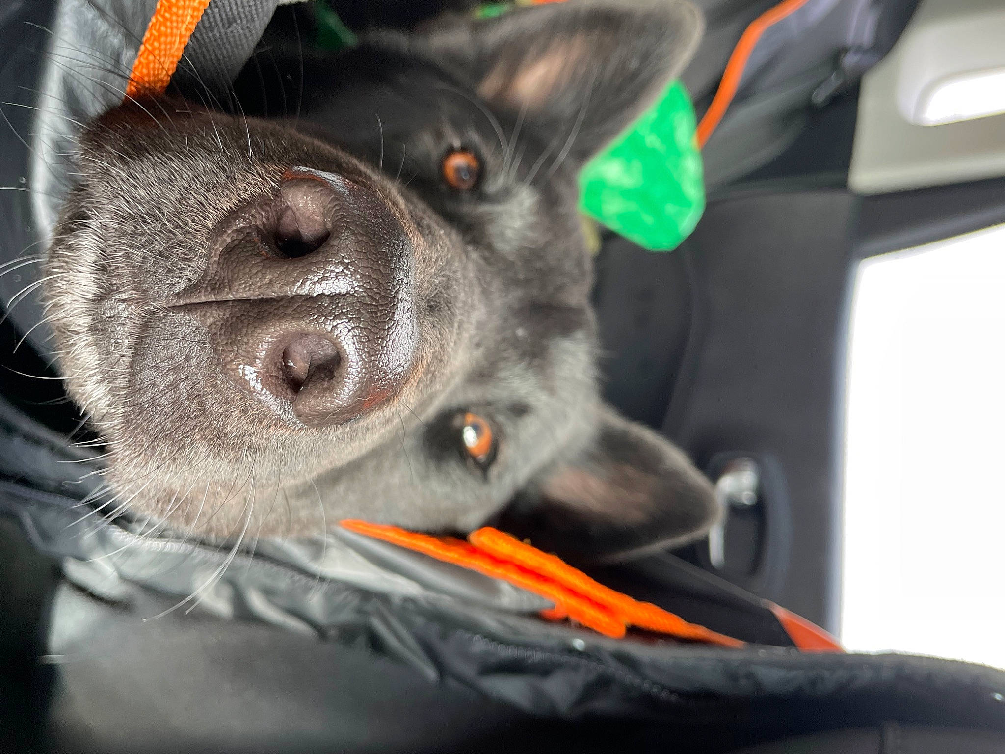 Eros is registered to the contest to win money with this photo: audio_equipment, auto_part, canidae, car_seat, carmine, carnivore, collar, comfort, companion_dog, dog, dog_breed, ear, fawn, fur, grey, snout, sporting_group, toy_dog, whiskers, working_animal