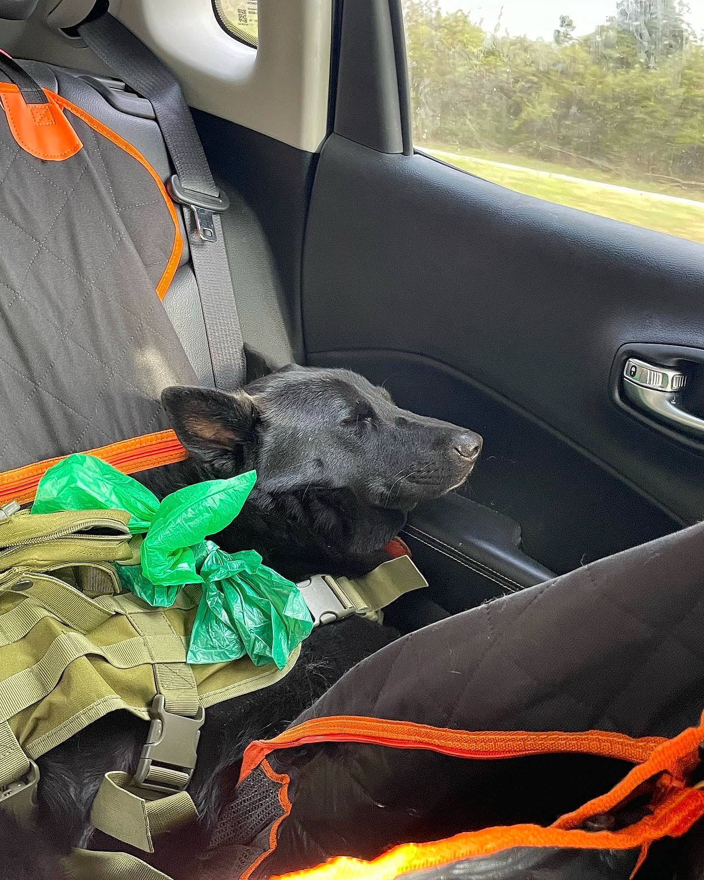 Eros is registered to the contest to win money with this photo: auto_part, automotive_design, automotive_exterior, automotive_tire, automotive_window_part, car, car_seat, car_seat_cover, carnivore, comfort, dog, dog_breed, family_car, motor_vehicle, steering_part, steering_wheel, vehicle, vehicle_door, window, windshield