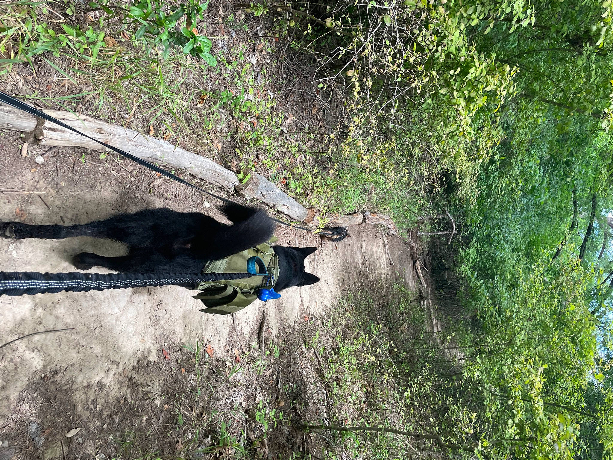 Eros is registered to the contest to win money with this photo: adventure, forest, grass, jungle, landscape, leisure, natural_landscape, plant, plant_community, recreation, rock, shrub, soil, trail, tree, trunk, water, wildlife, wood, woodland