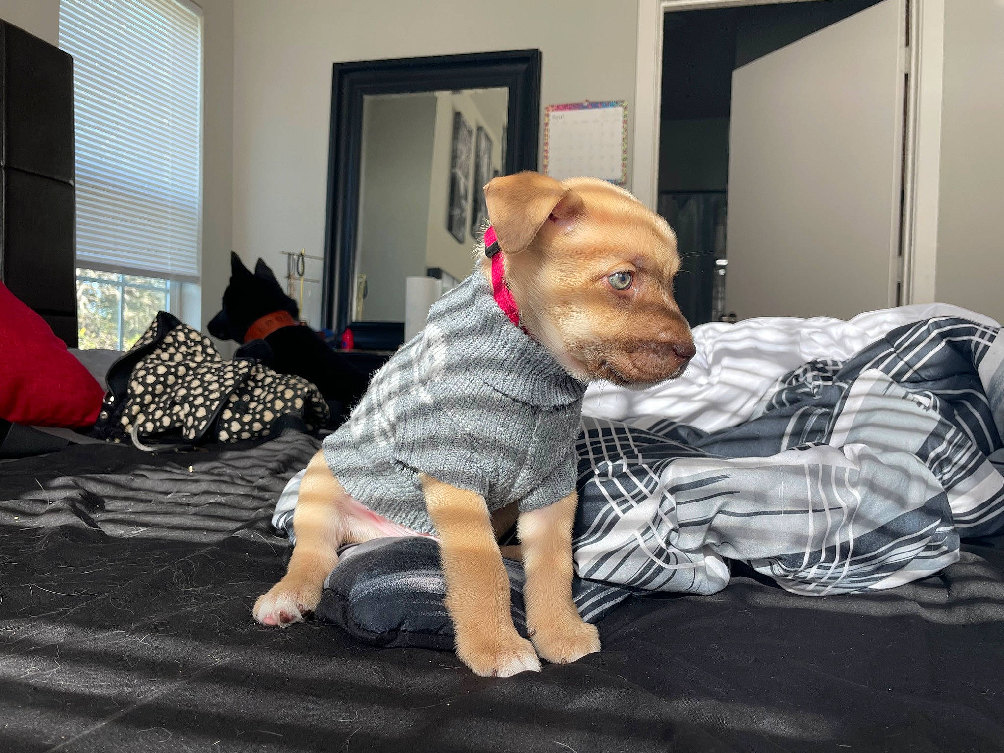 Dutch joined the competition — help win amazing prizes! bed, canidae, carnivore, comfort, companion_dog, couch, dog, dog_breed, dog_clothes, dog_supply, fawn, flooring, fur, linens, picture_frame, snout, sporting_group, toy_dog, window, working_animal