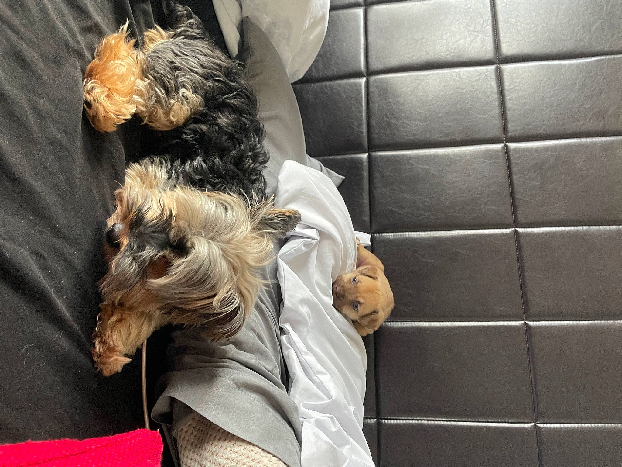 Dutch joined the competition — help win amazing prizes! canidae, carnivore, claw, comfort, companion_dog, dog_breed, feather, felidae, fictional_character, flooring, fur, human_leg, sleeve, small_terrier, snout, sporting_group, street_fashion, terrier, toy_dog, whiskers