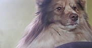 Ulys a rejoint le concours — aidez-le/la à gagner de superbes lots ! animal, brown_fur, calm, companion, cozy, decor, dog, fluffy, fur, green_wall, home, indoor, long_hair, looking_away, painting, pet, portrait, resting, ship, wall_hanging