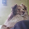 animal, brown_fur, calm, companion, cozy, decor, dog, fluffy, fur, green_wall, home, indoor, long_hair, looking_away, painting, pet, portrait, resting, ship, wall_hanging
