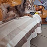 animal, blanket, brown, brush, chair, cozy, cushion, dog, domestic, fur, furniture, indoor, living_room, long_hair, paw, pet, relaxed, resting, tail, wooden